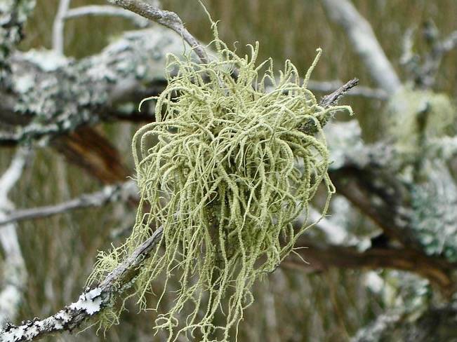 Usnea subscabrosa by pellaea is licensed under CC BY 2.0. NOTE Georgia coast